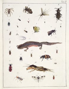 Különböző rovarok és egy gyík, II. tábla a "Diarium Zoologicum"-ból, 1787 (toll és tinta, wc, papír)